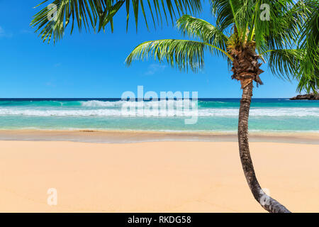 Paradise sandy beach with coco palm Stock Photo