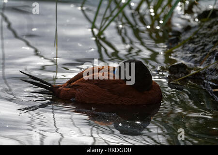 Argentine Ruddy Duck - Oxyura vittata  Male on water backlite Stock Photo