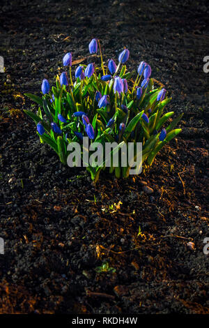 Hepatica flowers in the soil on dark background Stock Photo