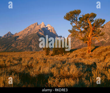 USA, Wyoming, Grand Teton National Park, Sunrise light on old limber pine and the Cathedral Group of the Teton Range. Stock Photo