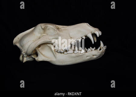 Wolf Skull with Large Fangs in Opened Mouth Isolated on a Black Background Stock Photo