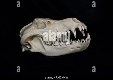 Wolf Skull with Large Fangs in Opened Mouth Isolated on a Black Background Stock Photo