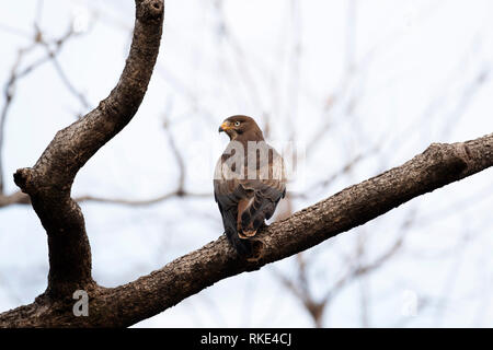 White eyed buzzard, Butastur teesa, Pench National Park, Madhya Pradesh, India Stock Photo