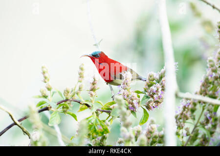 Crimson sunbird, Aethopyga siparaja, Jim Corbett National Park, Uttarakhand, India Stock Photo