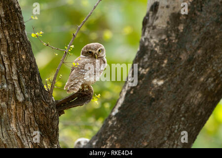 Spotted owlet, Athene brama, Ranthambore Tiger Reserve, Rajasthan, India Stock Photo