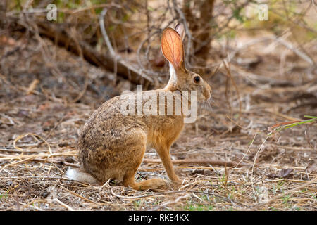 Indian hare, Lepus nigricollis also known as black-naped hare, Ranthambore Tiger Reserve, Rajasthan, India Stock Photo