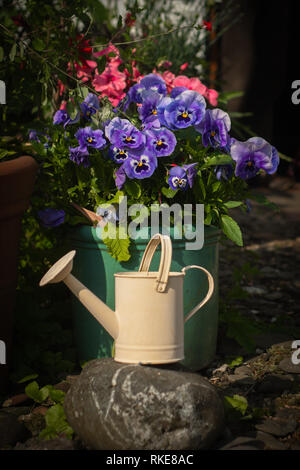 Spring Flowers and a Watering Can in a Garden Stock Photo