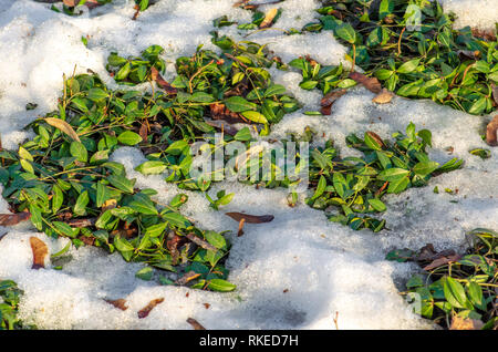 Thaw, snow and ice melt, sun, light and spring return, grass comes out, close up Stock Photo