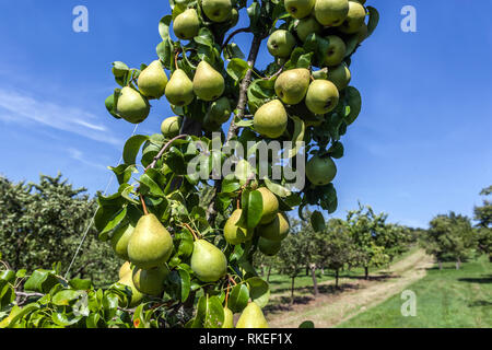Ripening fruits on pears tree in orchard Stock Photo