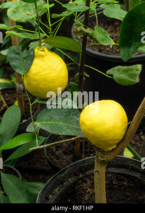 Organic yellow lemons on the lemon trees growing in green house, in house vegetation Stock Photo