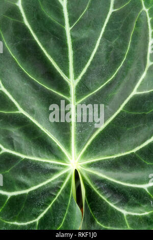 Beautiful plant leaf in botanic green house, unique pattern, vegetation Stock Photo