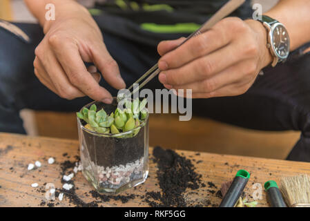 Gardener decorate the succulent plants on a glass Stock Photo
