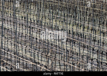 Vineyard with grapevines rows in frost with shiny wire ropes frame-filling as background Stock Photo