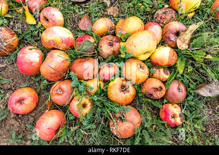 Old decayed apples are scattered on a meadow orchard in autumn Stock Photo