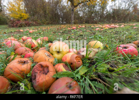 Old decayed apples are scattered on a meadow orchard in autumn Stock Photo