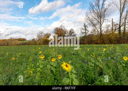 Harvested field with sunflowers as green manure planted with clouds in front of blue sky Stock Photo