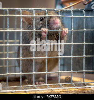 Little mouse sits trapped in a wire trap against blurred background Stock Photo