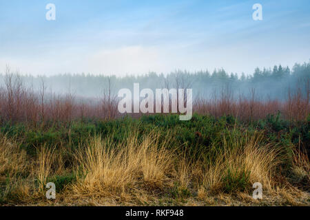 Morning mist over Beacon Hill managed heathland in South Wales. Stock Photo