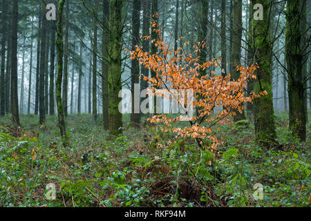 A single autumnal Beech tree in a conifer woodland. Stock Photo