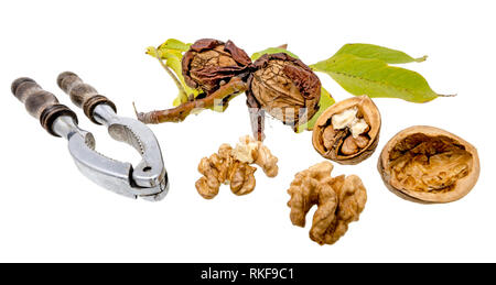 Walnuts and nutcracker with fresh walnuts on the branch and green leaves, isolated on white Stock Photo