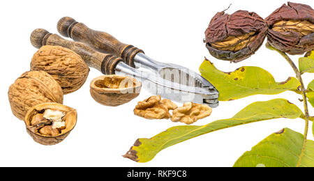 Walnuts and nutcracker with fresh walnuts on the branch and green leaves, isolated on white Stock Photo
