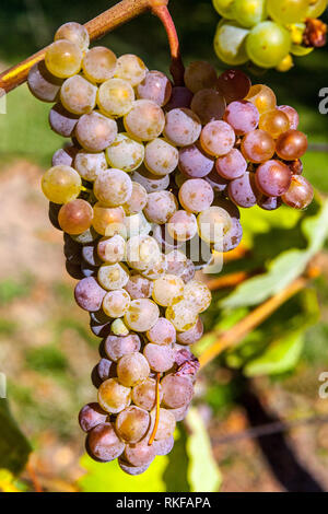 Ripening grapes on the vine Bunch of grapes on vine Europe Grapes in plant White wine grapes Stock Photo