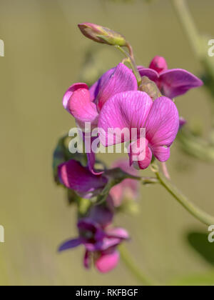 Tuberous pea (Lathyrus tuberosus) pink flowers with green bakground Stock Photo