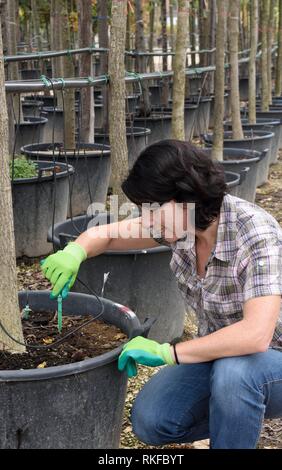 woman preparing a drip irrigation in a gardening center Stock Photo - Alamy