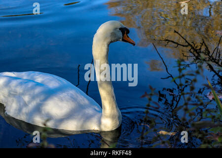 White swan floats on forest lake. Golden autumn trees reflection on rippled water surface Stock Photo