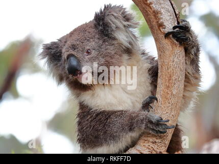 Koala clinging to a tree in South Australia Stock Photo