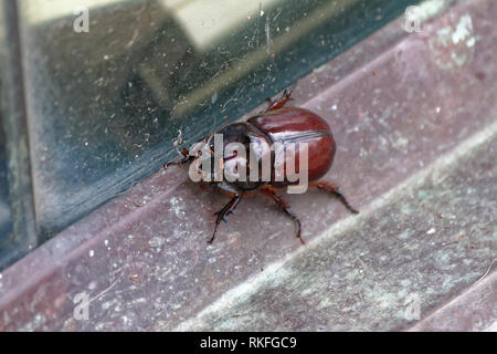 European rhinoceros beetle (oryctes nasicornis) Stock Photo