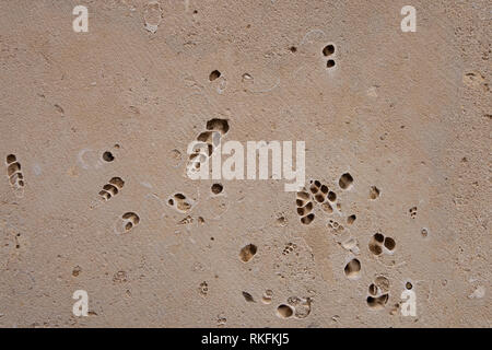 coquina background old fossil.Building blocks from sandstone. Rough texture of bricks made of sand and seashells Stock Photo
