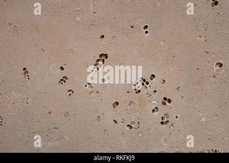coquina background old fossil.Building blocks from sandstone. Rough texture of bricks made of sand and seashells Stock Photo