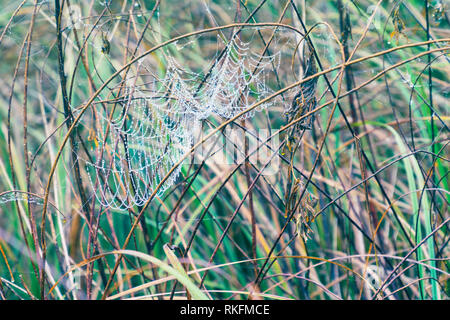 Cobwebs on the wet grass Stock Photo