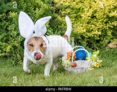 Easter egg hunt concept with dog looking for eggs and Eastertide gifts basket Stock Photo