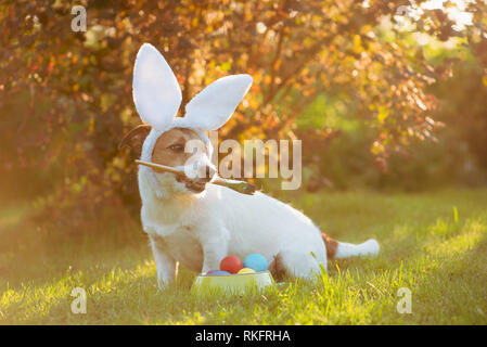 Dog wearing bunny ears painting and coloring eggs for Easter celebrations Stock Photo