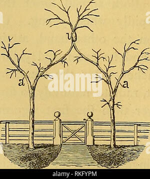 . The art of beautifying suburban home grounds of small extent;. Landscape gardening; Trees; Suburban homes. [from old catalog]. 128 ARTIFICIAL ADAPTATIONS OF Perhaps the most beautiful of all small trees for such purposes is the weeping Japan sophora. It is grafted from seven to ten feet high on other stocks, and for many years its growth is slow; but if one will have the patience to wait, a more charming and curious bower can be made with a circle of sophoras than of any tree we know of. An engraving of this variety may be found in the de- scription of the species, Part II, Chapter III. We h Stock Photo