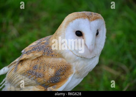 Barn Owl (Tyto Alba) Tytonidae Family - Yorkshire UK Stock Photo