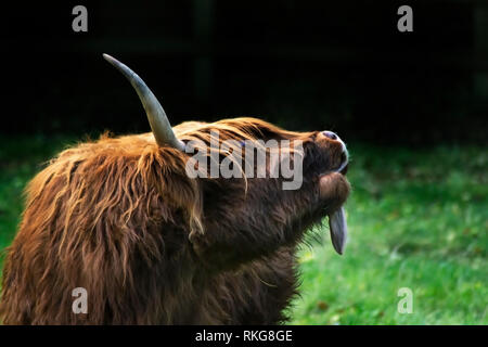 close up of a highland cow with its tongue stuck out