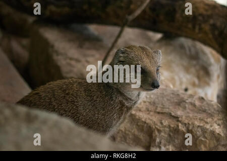 At Marwell Zoo, Southampton, UK Stock Photo