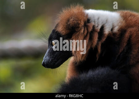 At Marwell Zoo, Southampton, UK Stock Photo