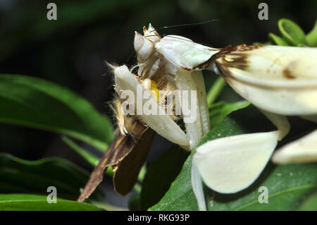 Male Orchid Mantis Eating Butterfly Stock Photo