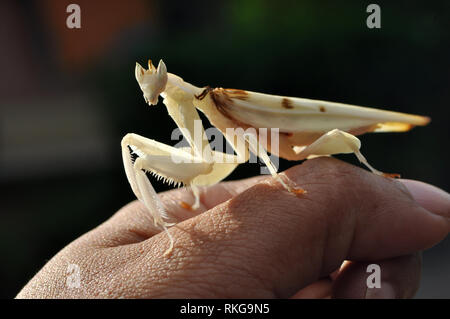 Male Orchid Mantis on hand Stock Photo