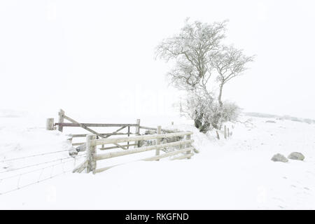 Ice clad tree's in a snow landscape. Stock Photo