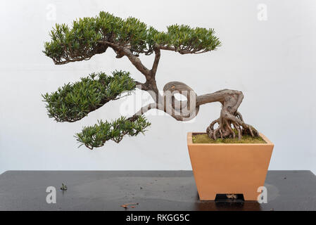 Twisted pine bonsai tree on a wooden table against white wall in Baihuatan public park, Chengdu, Sichuan province, China Stock Photo