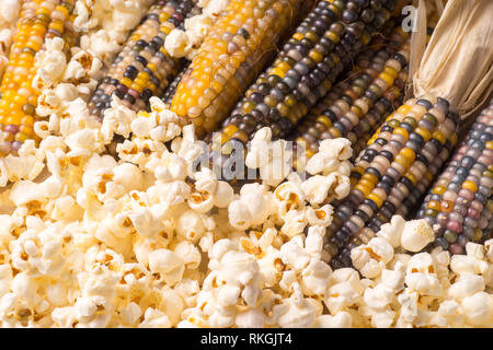 bunch of organic dried multicolored corn on the cob ready to pop popcorn or make grit with already popped popcorn Stock Photo