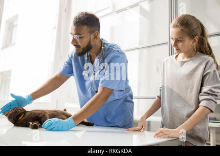 Playing with animal patient Stock Photo