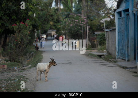 Goat, Capra hircus, tied up in street, Dili, East Timor Stock Photo