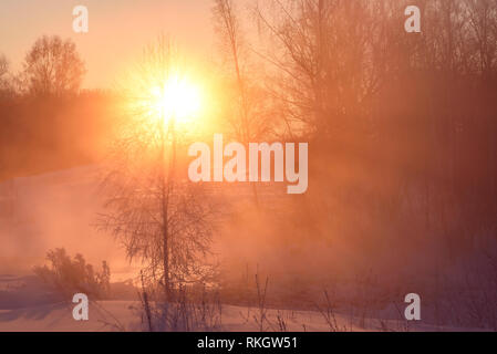 Amazing pink winter dawn with a bright yellow sun through tree branches, snow drifts, grass and trees in the hoarfrost on a frosty morning Stock Photo