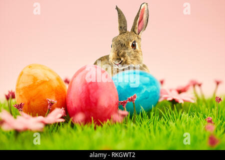 Easter bunny and colorful easter eggs for Easter on a green meadow Stock Photo